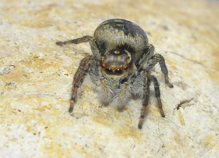 Carrhotus xanthogramma